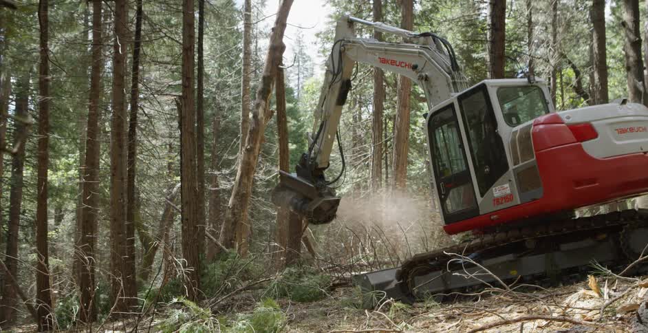 A construction crew cuts down trees in the woods