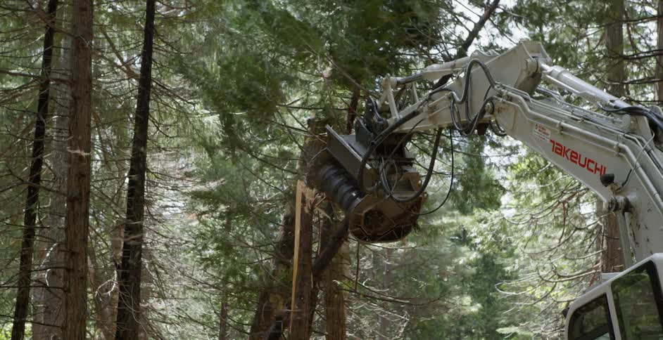 A construction crew cuts down trees in the woods