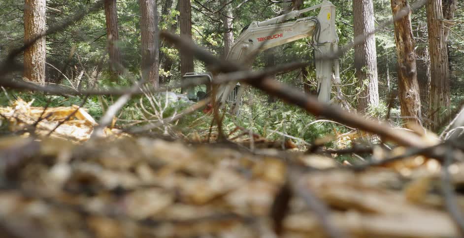A construction crew cuts down trees in the woods