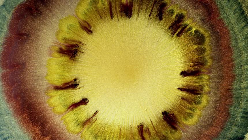 Dye in a liquid solution is spreading outward in a colorful pattern