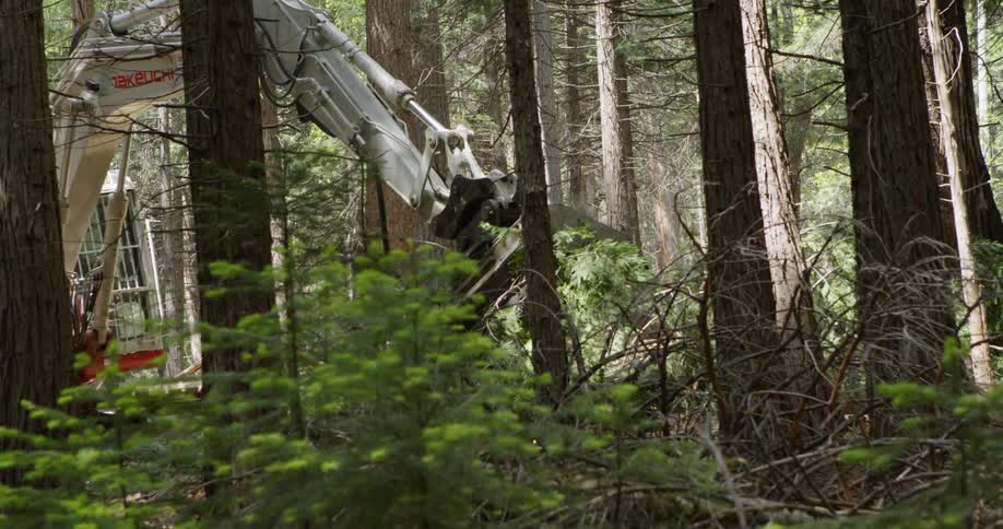 A grinder on an excavator grinds and chips away at a tree