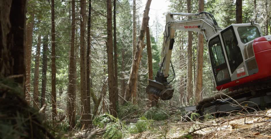 A construction crew cuts down trees in the woods