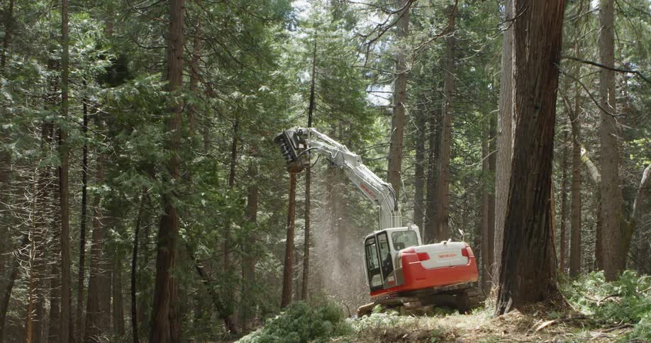 A construction crew cuts down trees in the woods