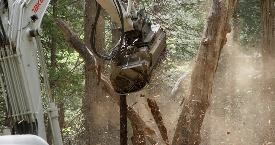 Large machines saws into a tree trunk as wood chips fly everywhere