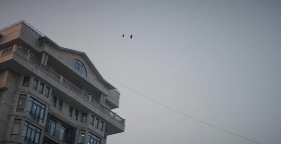 Birds fly above the city buildings