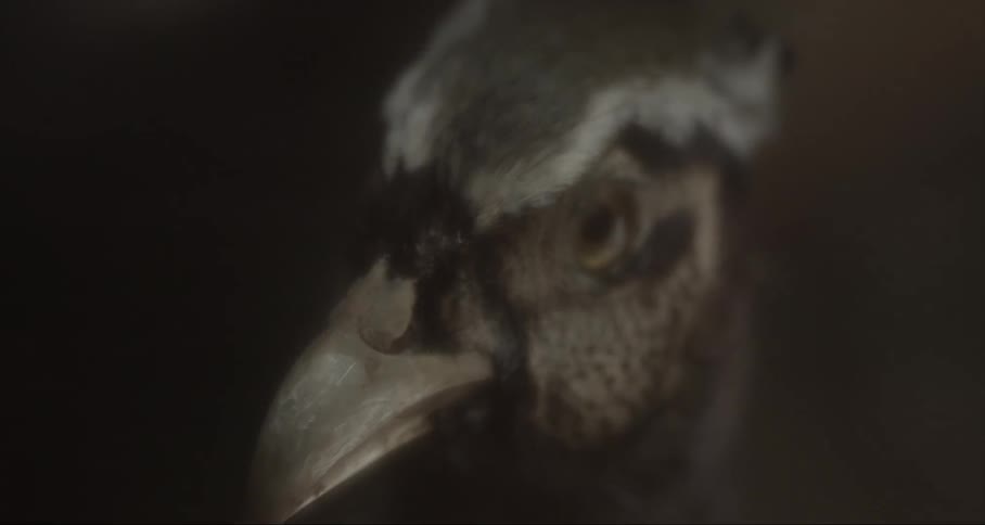 Bird with a large beak stares intently