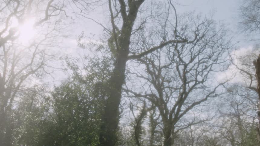 The sun shines through bare tree branches