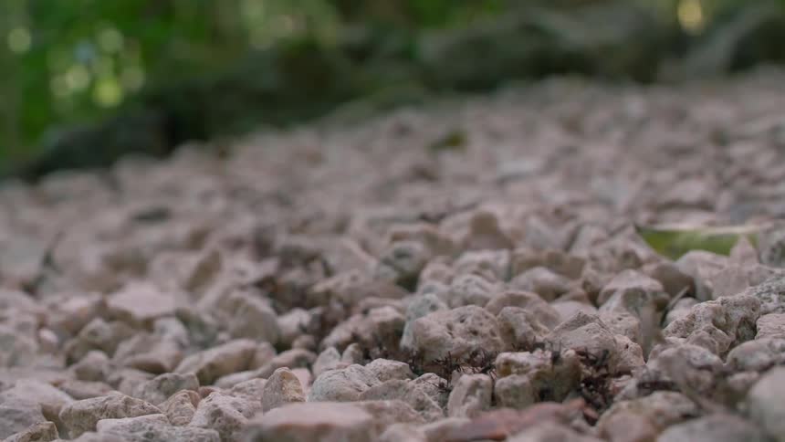 Ants crawl over rocks on the ground