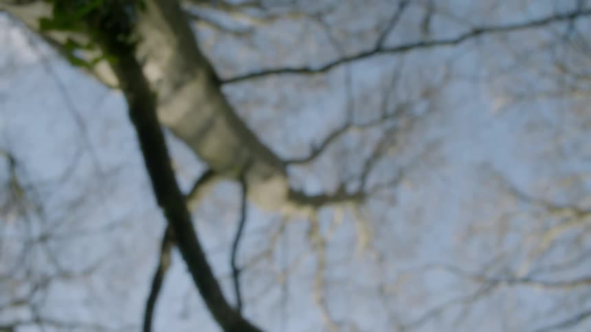 A tall bare tree towers into the sky
