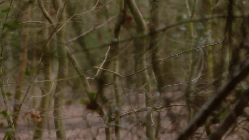 Trees grow densely in a forest