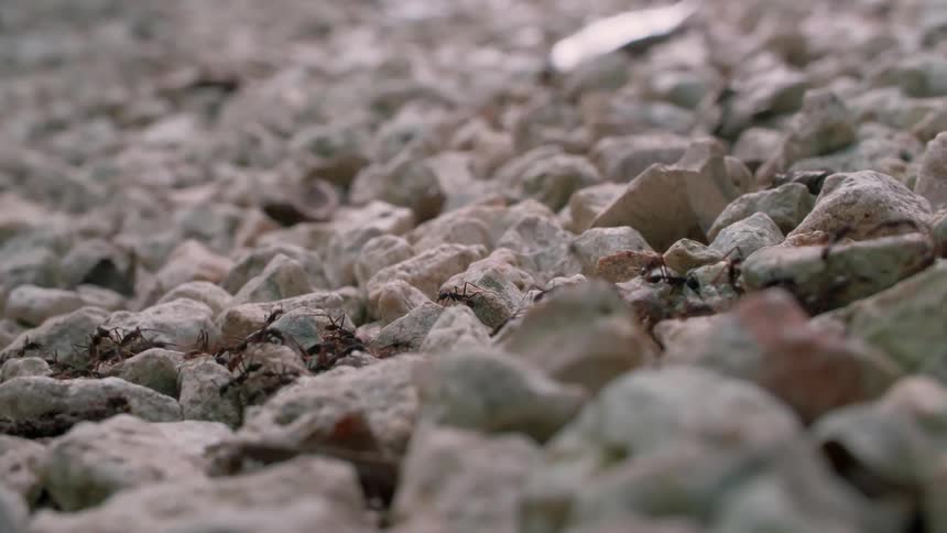 The ants crawl in a line over the rocks