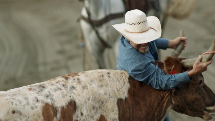 A cowboy ropes and wrestles a bull