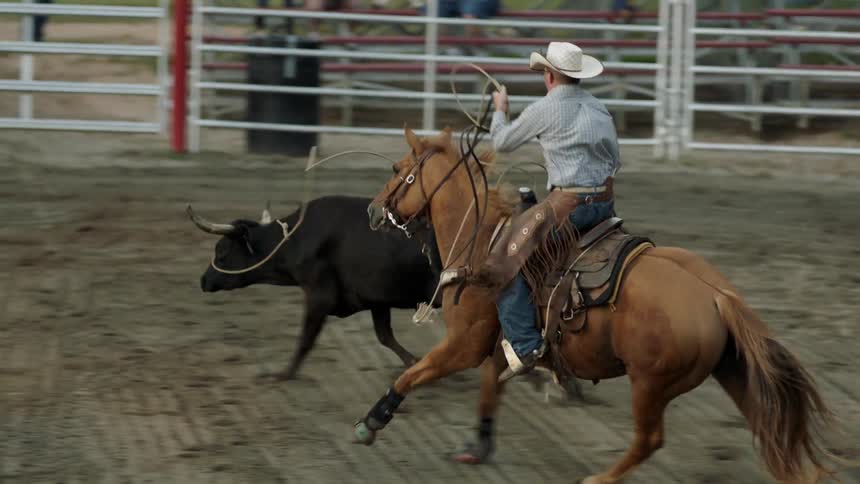 A cowboy in a rodeo is roping a bull