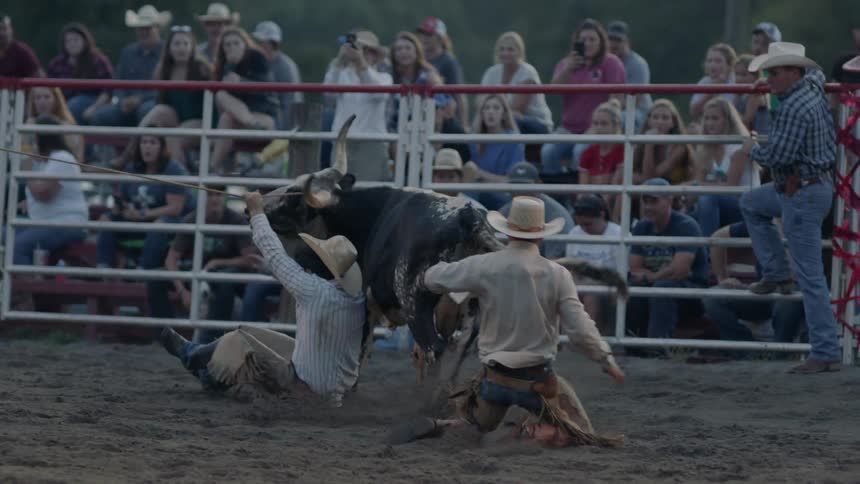 Two men try to catch a bull in a corral