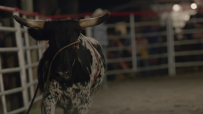 A bull runs around the arena