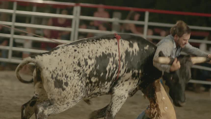 A man wrestles a roped bull