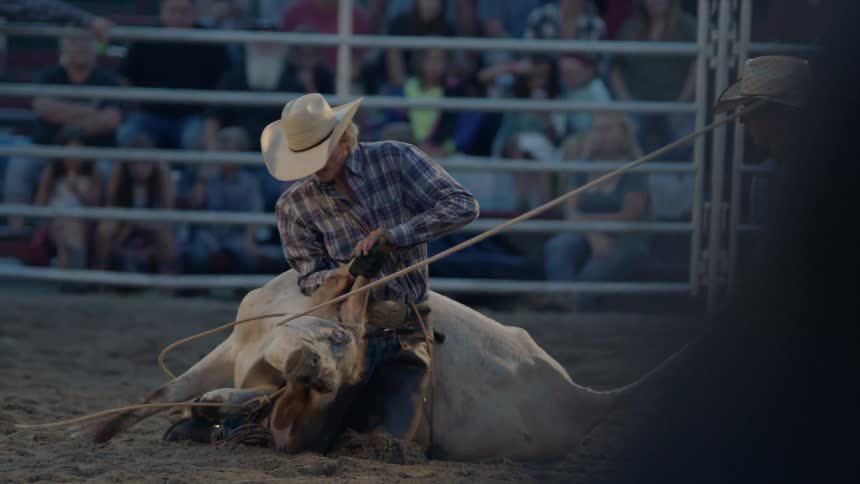 Cowboys wrestle a bull to the ground and tie it