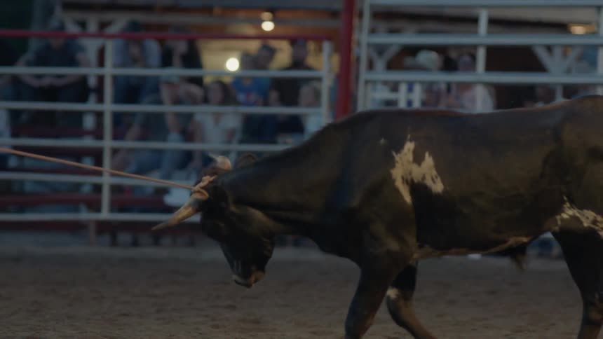 A bull is roped by a cowboy in an arena