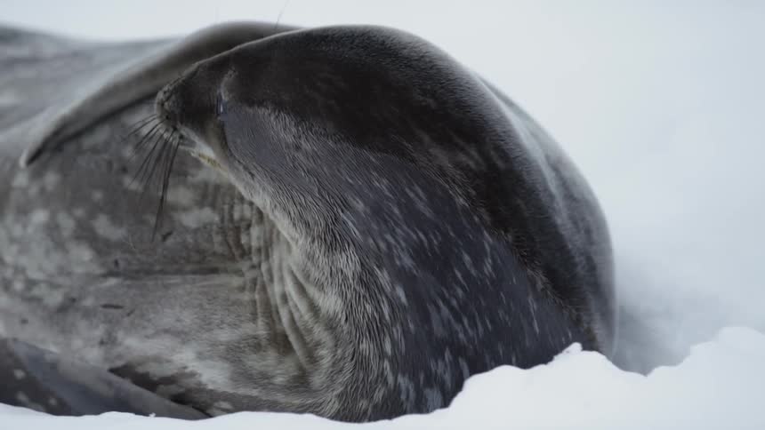 A weddell seal plays in the snow and looks around