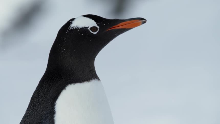 Close up of a penguin looking around