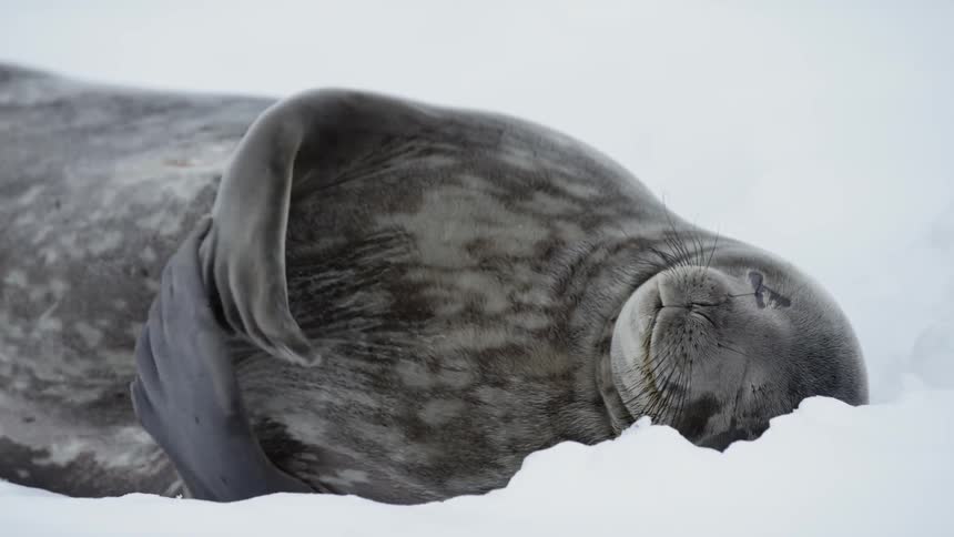 A seal slaps its flippers while lying in the snow