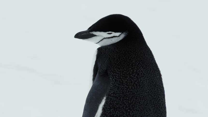 A penguin looks around in the snow