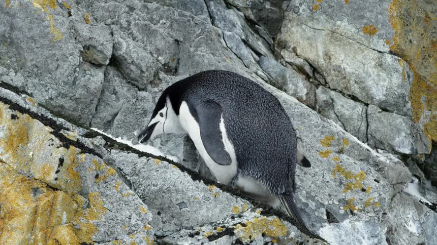 A penguin eats outside