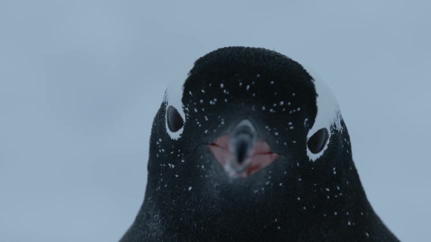 A penguin stands outside in the snow