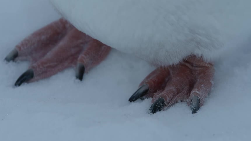 Penguin feet in the snow