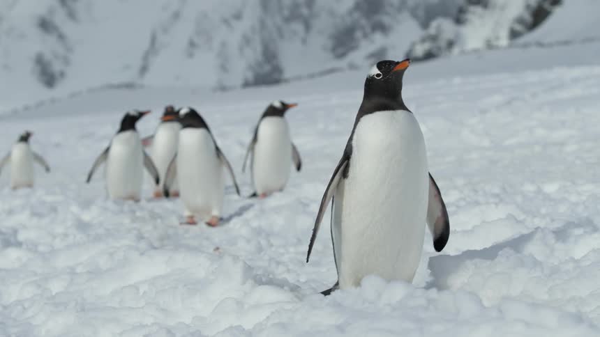 Penguins stand together in the snow