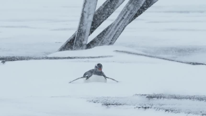 Penguin shakes its head as it lays on the snow