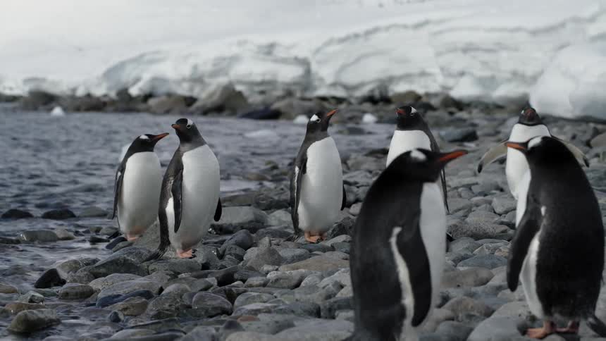 Penguins shake and gather on the rocky shore