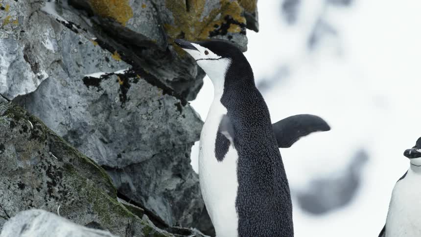 A penguin flaps its flippers