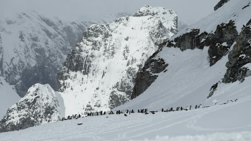 Penguins are gathered near snowy mountains
