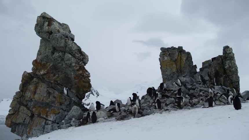 Penguins rest on top of  snowy hill