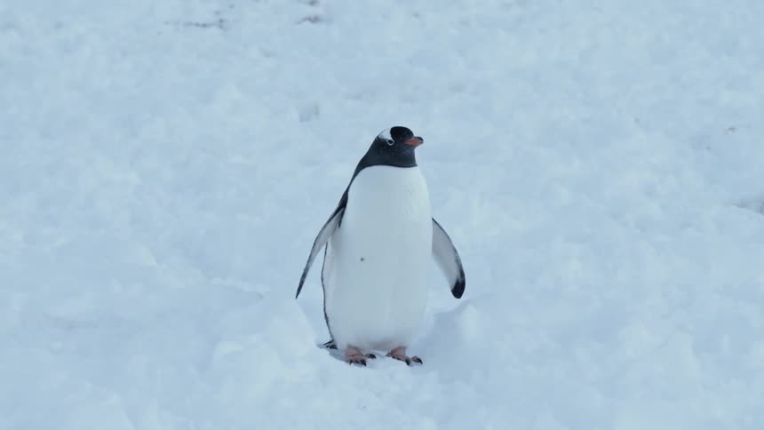 A penguin looks around in the snow