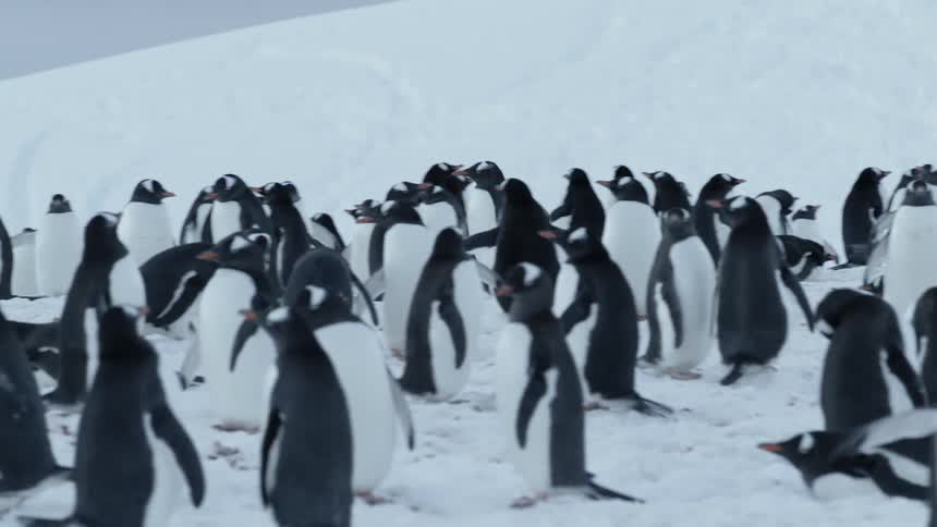 Penguins waddle and stand on snow