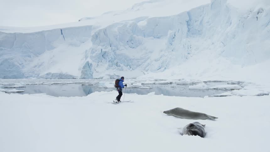 A man walks by the icy water and seals with skis on
