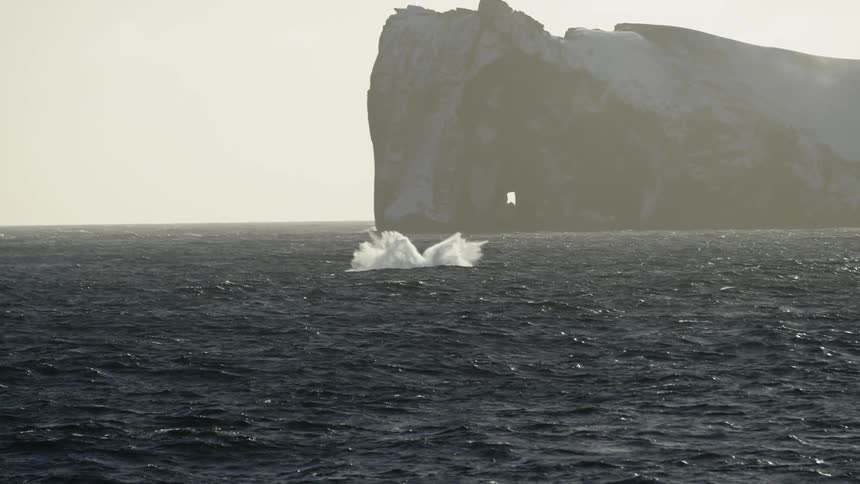 A whale comes to the surface of the ocean
