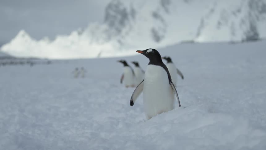 Penguins stand in the snow
