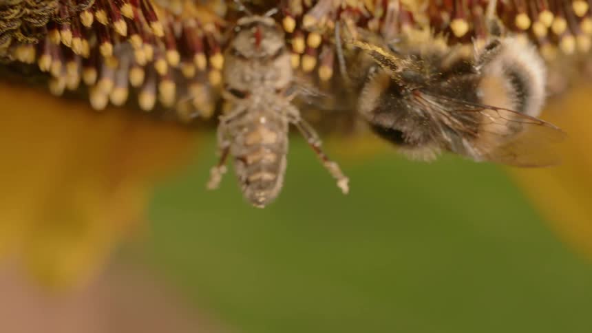 A bee pollinates a flower