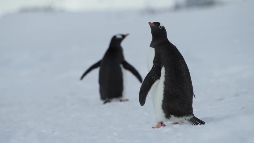 Two penguins looking around on the ice shelf
