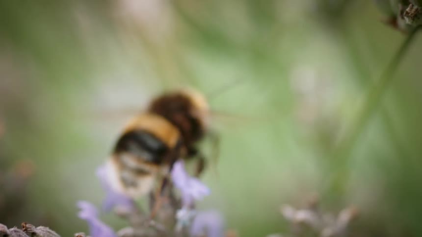 A bee gathers pollen from flowers