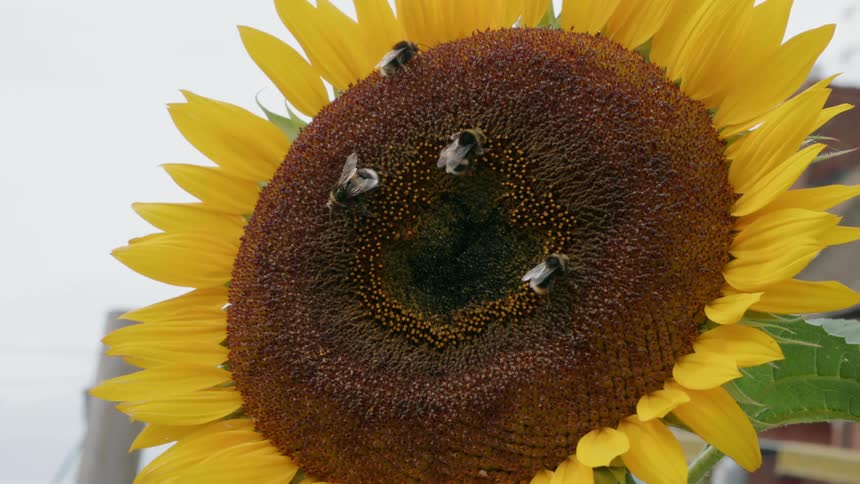 Bees walking on a sunflower on a clear day