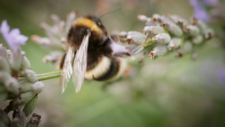 A bee gathers pollen from flowers