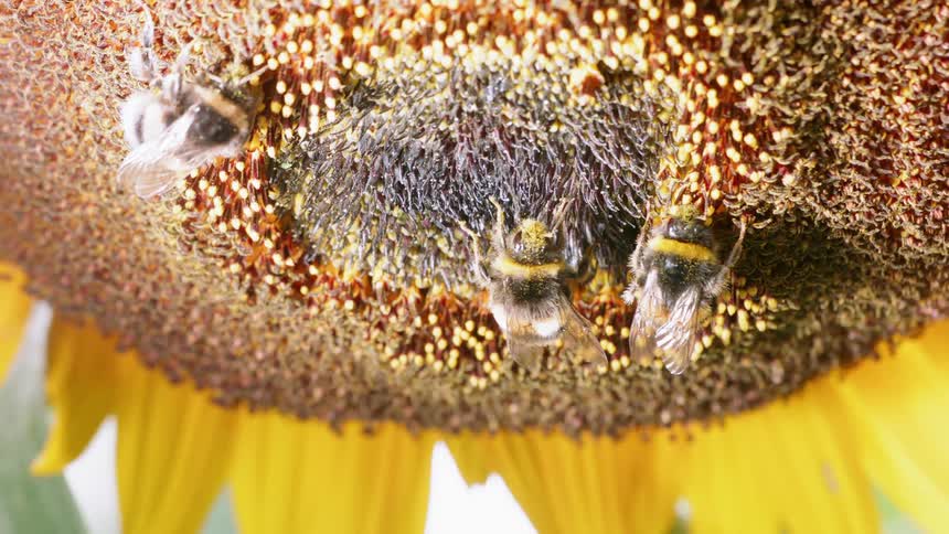 Three birds pollinate a flower