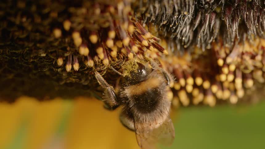 A bee gathers pollen from a flower