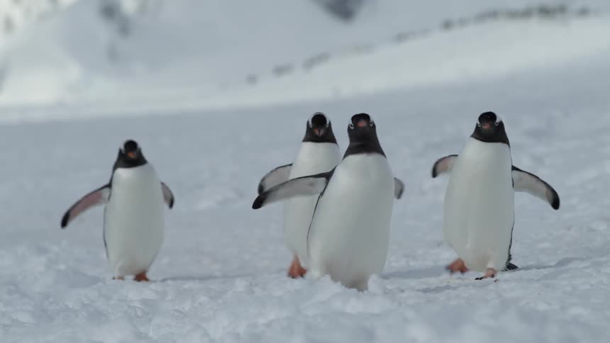 Penguins walk across snow