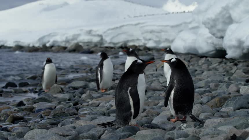 Penguins are standing on a rocky shoreline near a glacier during the day