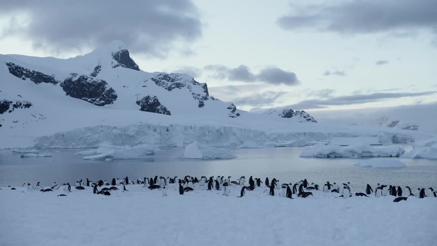 A group of penguins gather together on the shore